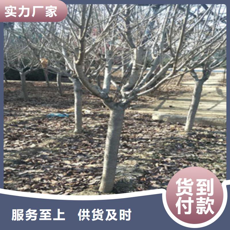 泰山景松 造型景松正家【樱花】蓝莓苗规格齐全