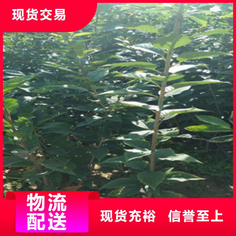 【樱花】_钙果苗产地采购覆盖范围含|宁明|龙州|北海|百色|贺州|南宁|河池|来宾|桂林