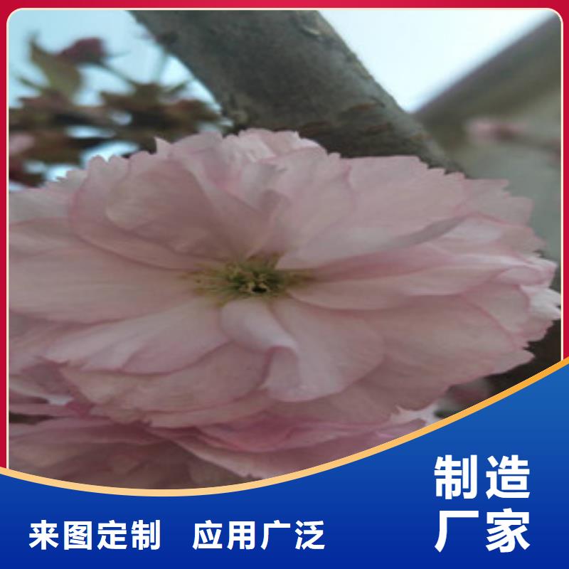 樱花钙果苗品牌企业