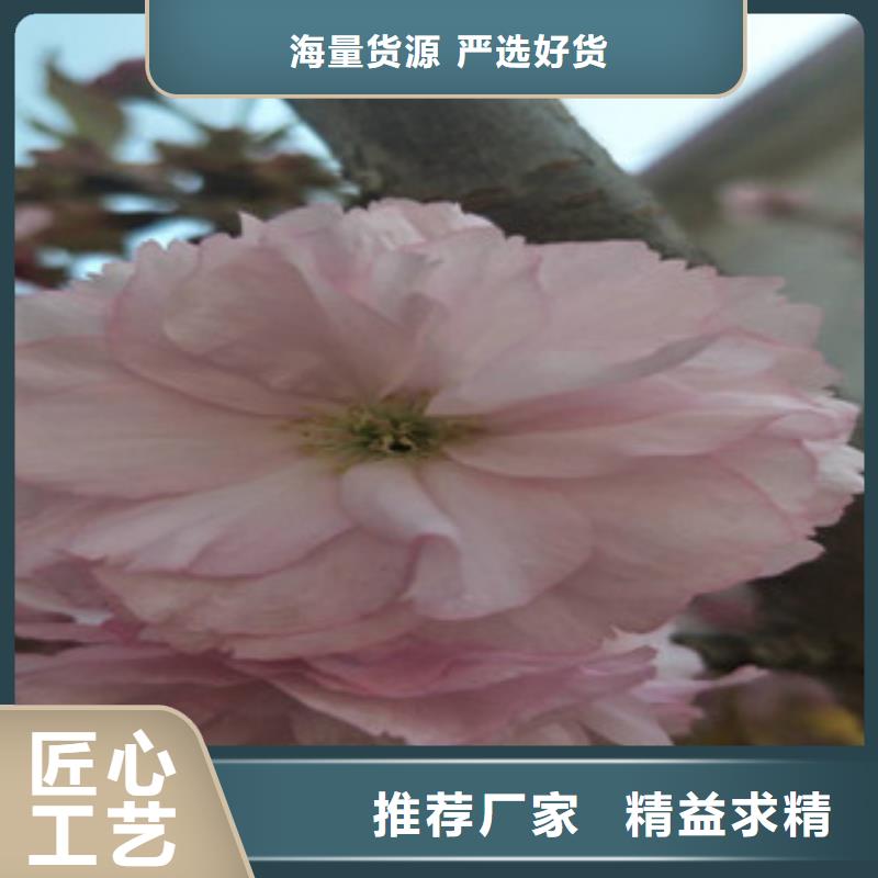 樱花,【钙果苗】满足客户需求