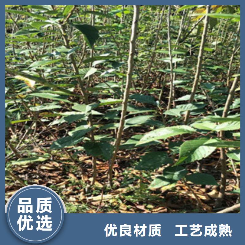 樱花树莓苗快捷的物流配送