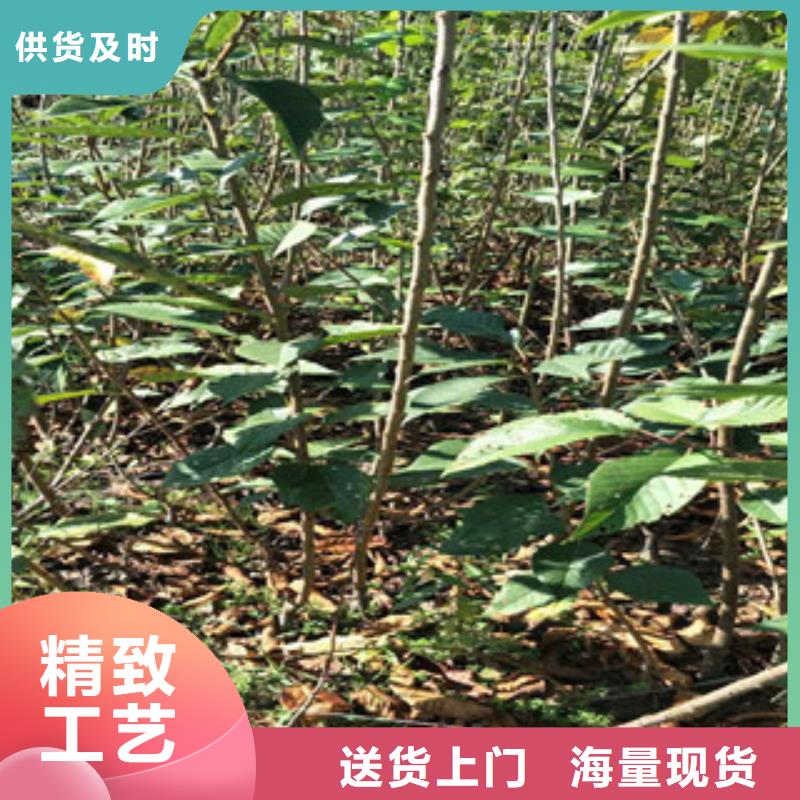 樱花树莓苗快捷的物流配送