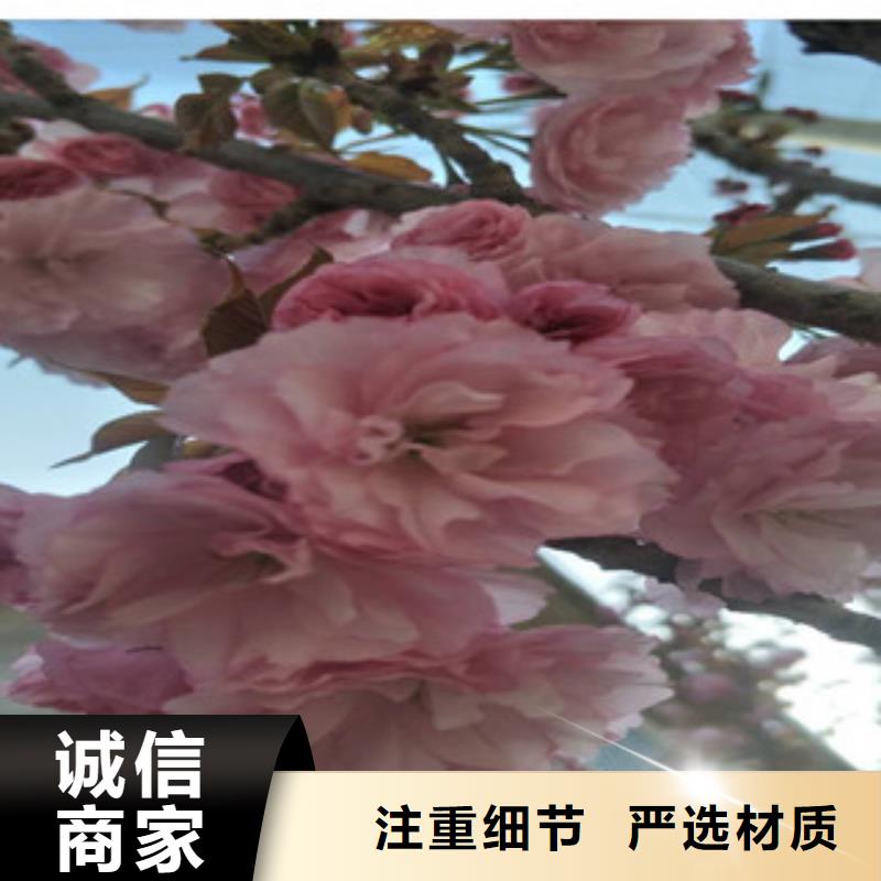 泰山景松 造型景松正家【樱花】蓝莓苗规格齐全