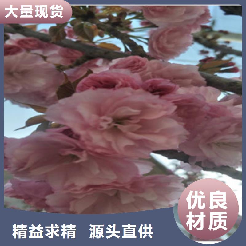 樱花树莓苗快捷的物流配送