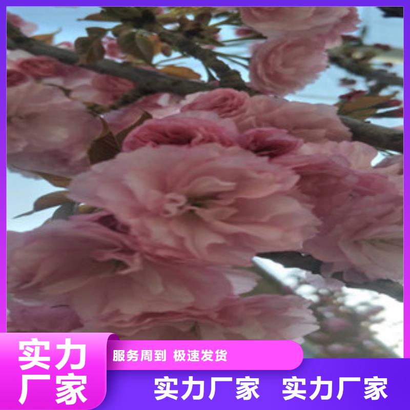 【樱花】_钙果苗产地采购覆盖范围含|宁明|龙州|北海|百色|贺州|南宁|河池|来宾|桂林