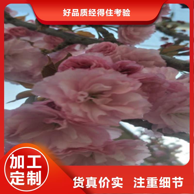 泰山景松 造型景松视频-江西省景德镇市|昌江|浮梁|新余|吉安|宜春|南昌|萍乡|九江泰山景松 造型景松-正家