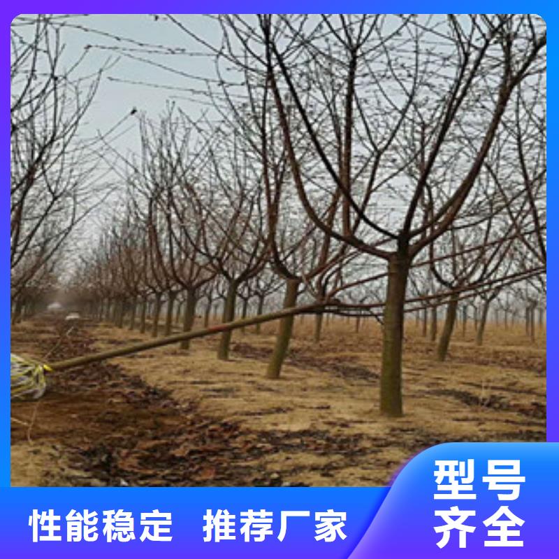 樱花碧桃您身边的厂家