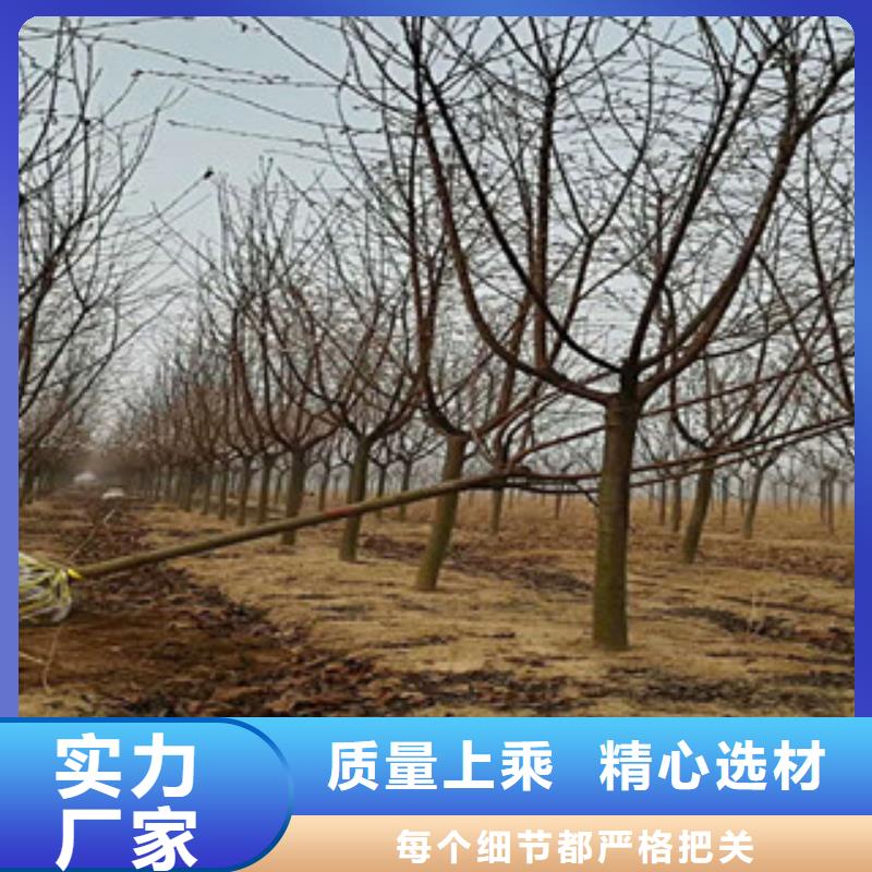 【樱花占地果树厂家直销省心省钱】