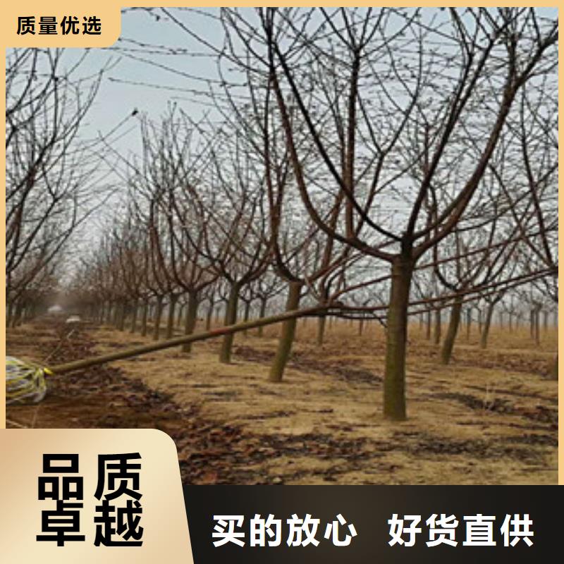 樱花钙果苗品牌企业