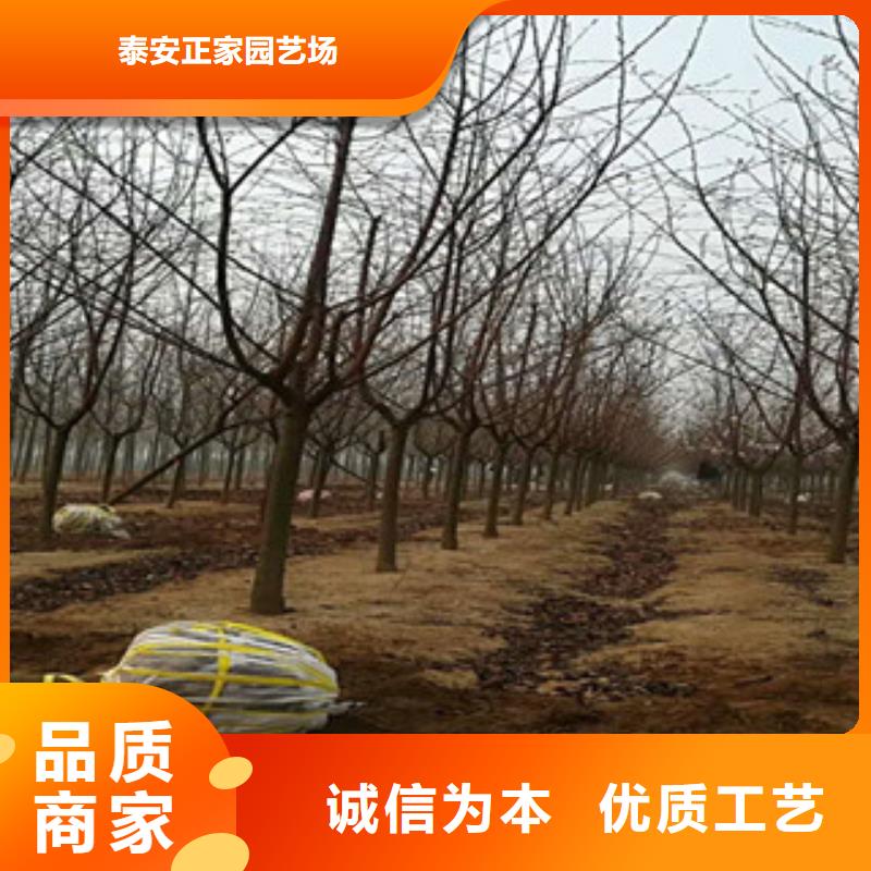 樱花碧桃您身边的厂家