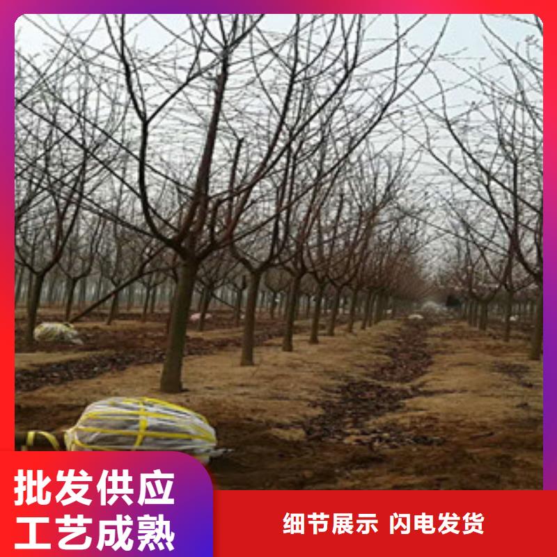 泰山景松 造型景松正家【樱花】蓝莓苗规格齐全