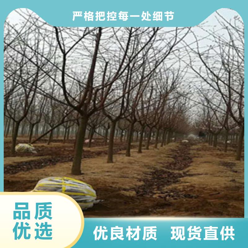 樱花,【钙果苗】满足客户需求