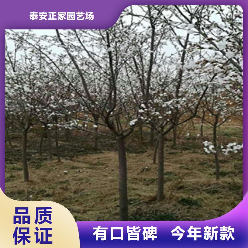 樱花钙果苗品牌企业