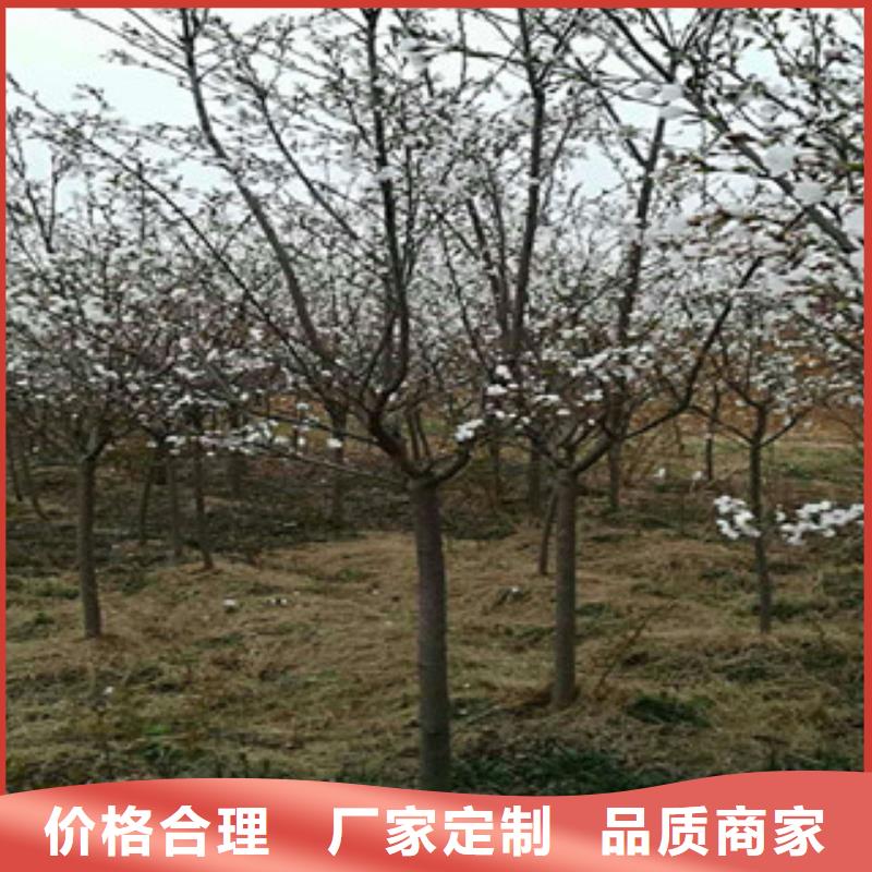 泰山景松 造型景松正家【樱花】蓝莓苗规格齐全