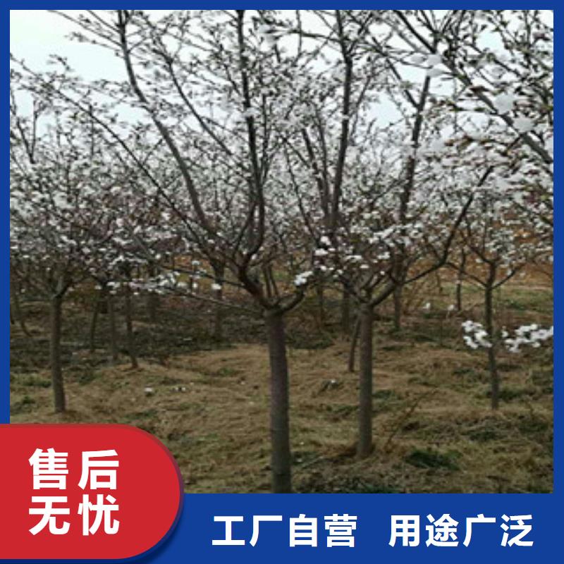 樱花碧桃您身边的厂家