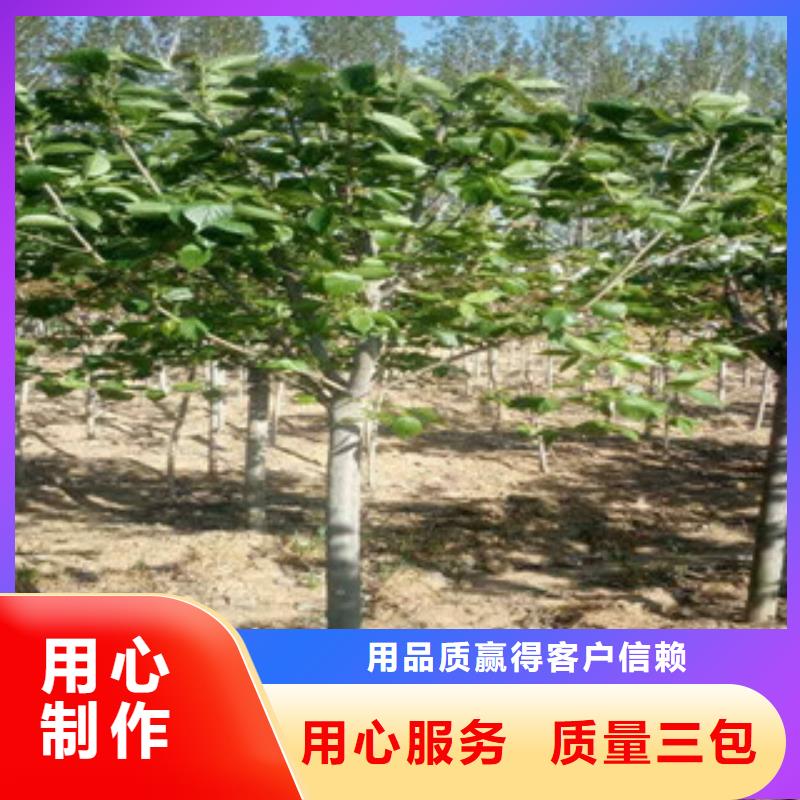 樱花钙果苗品牌企业