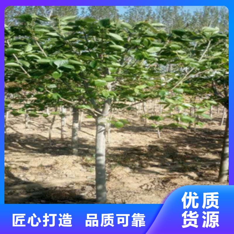 樱花碧桃您身边的厂家