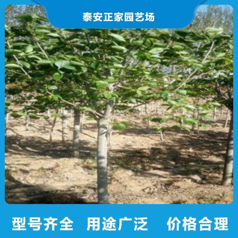 樱花蓝莓苗安装简单