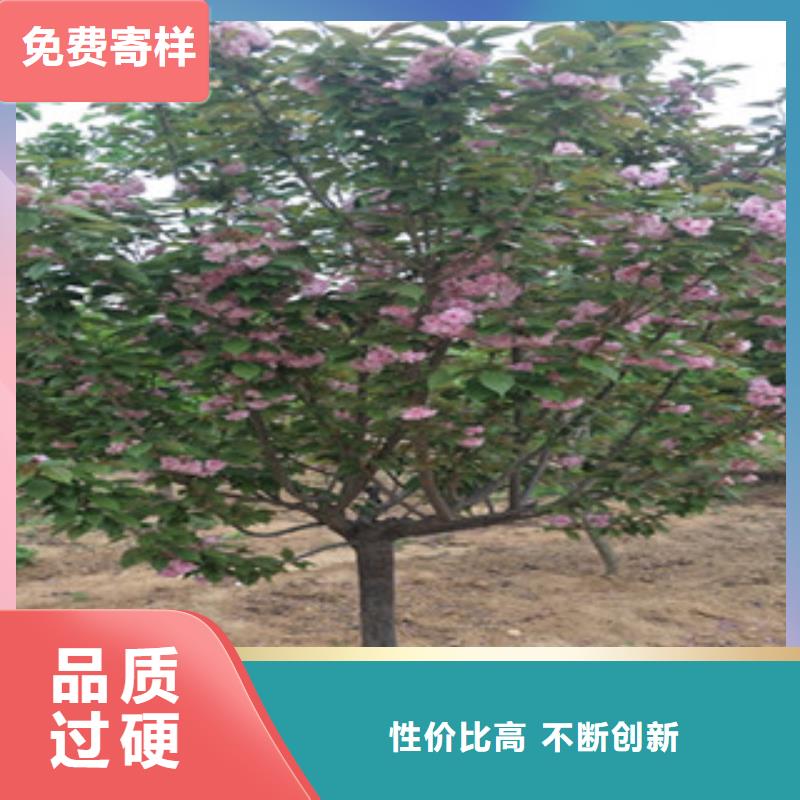 樱花碧桃您身边的厂家