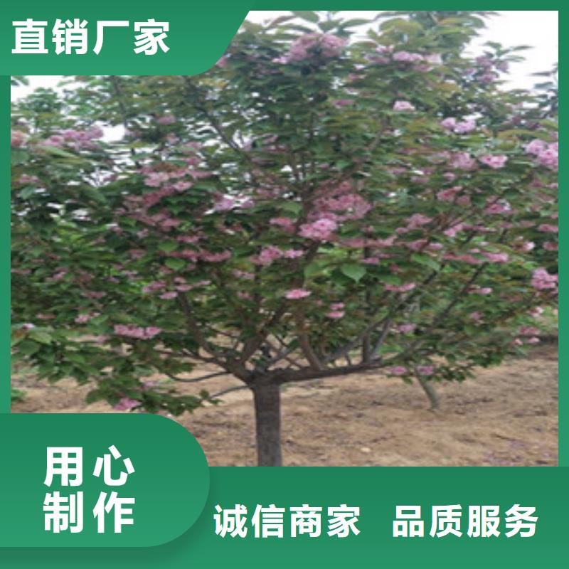 【樱花泰山景松造型景松优选好材铸造好品质】