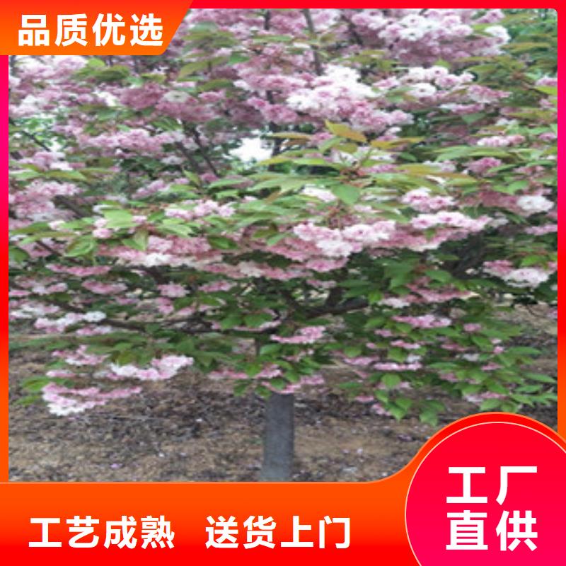 樱花,【钙果苗】满足客户需求