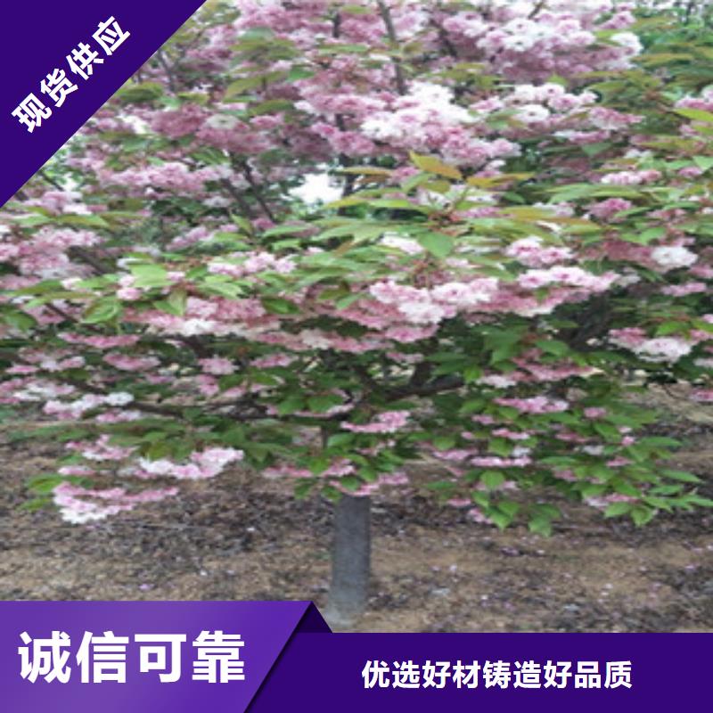 樱花树莓苗快捷的物流配送
