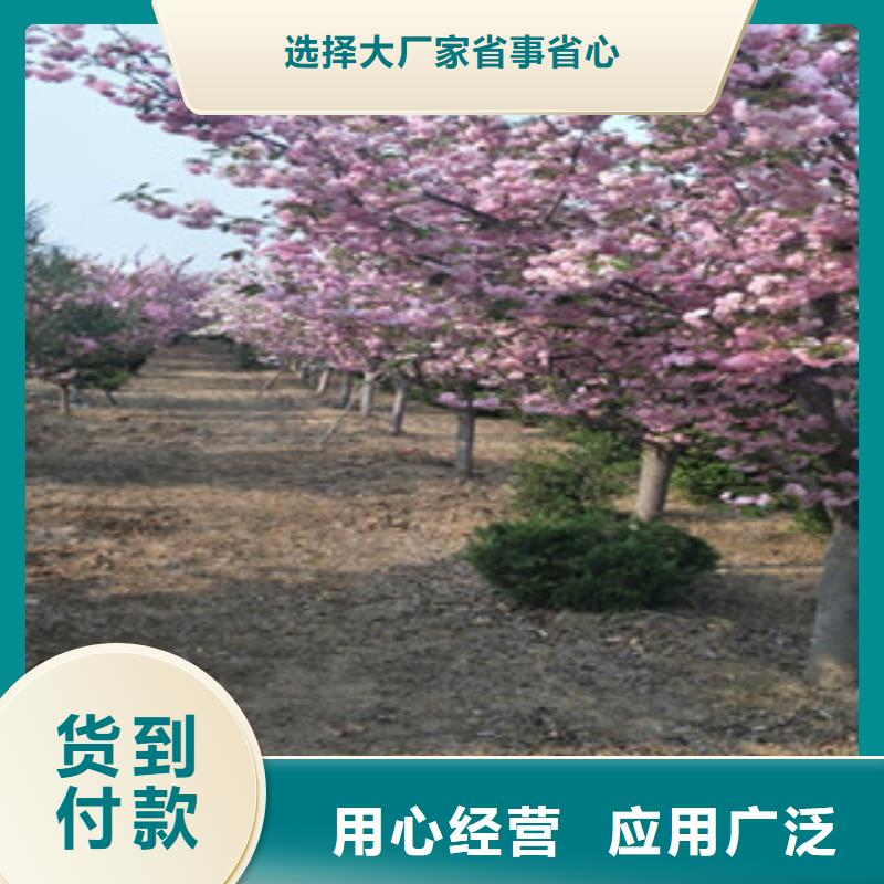 樱花树莓苗快捷的物流配送