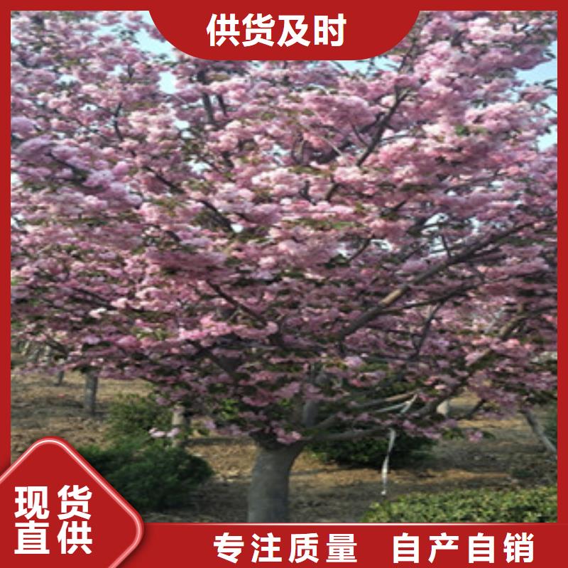 樱花-钙果苗支持定制加工
