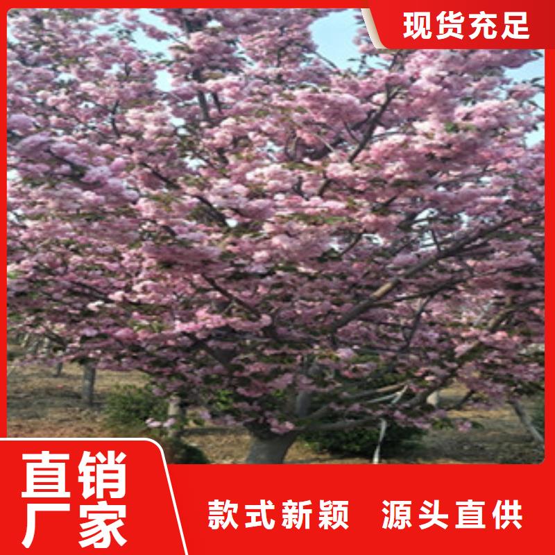 樱花碧桃您身边的厂家