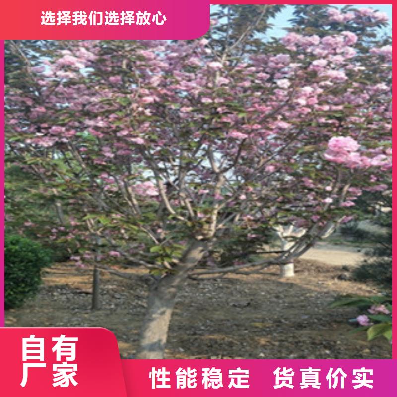 樱花碧桃您身边的厂家