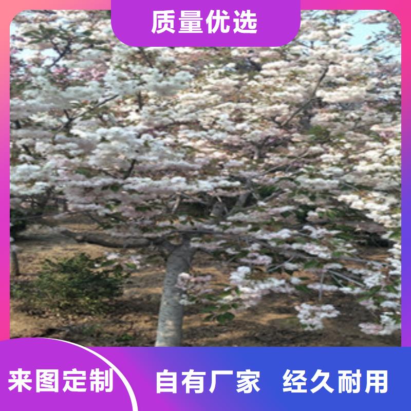 樱花碧桃您身边的厂家