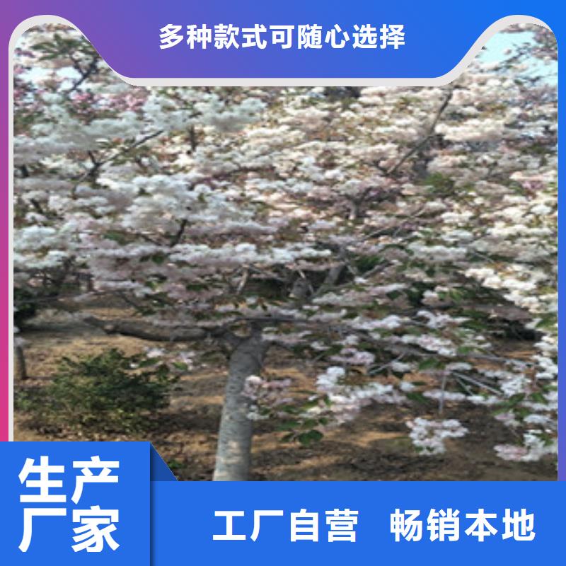 泰山景松 造型景松视频-泰山景松 造型景松|马鞍山市|雨山|花山|宣城|黄山|合肥|池州|宿州|安庆|蚌埠