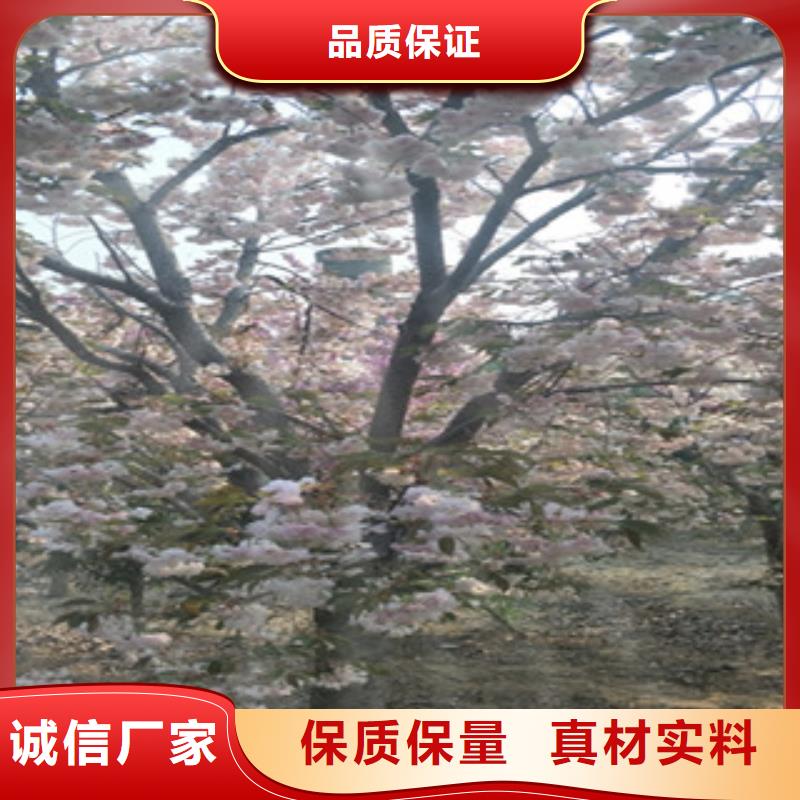 樱花-钙果苗支持定制加工