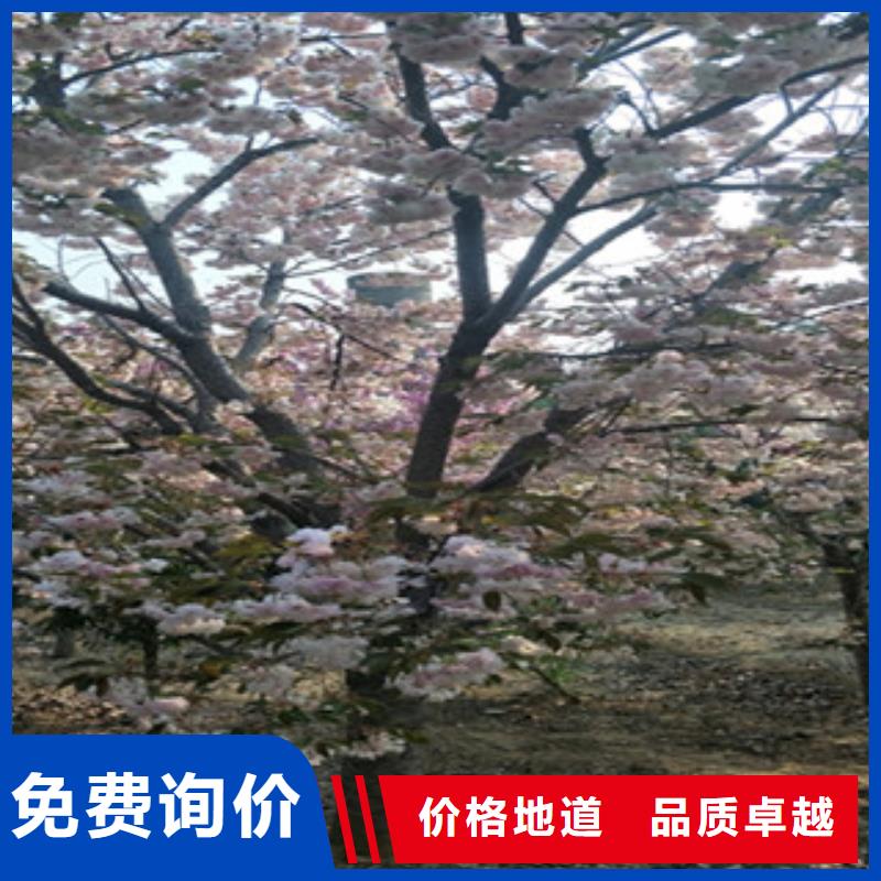 樱花树莓苗快捷的物流配送