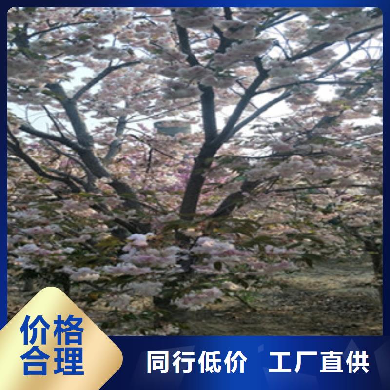 樱花,【钙果苗】满足客户需求