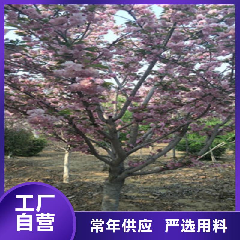 樱花碧桃您身边的厂家