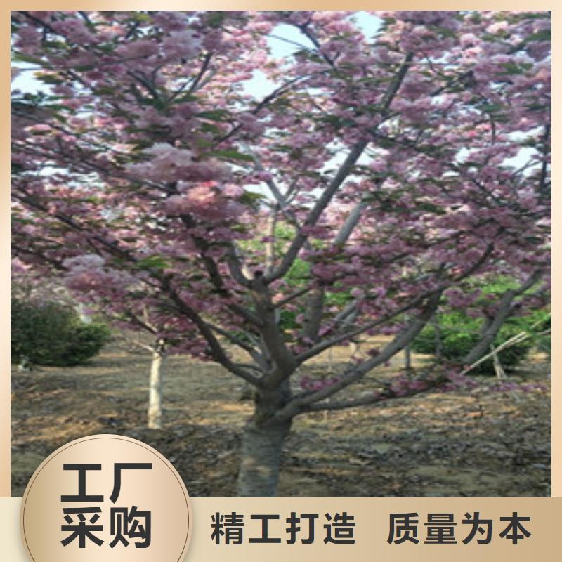 樱花钙果苗品牌企业