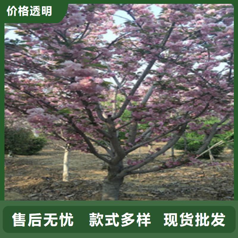 泰山景松 造型景松正家【樱花】蓝莓苗规格齐全