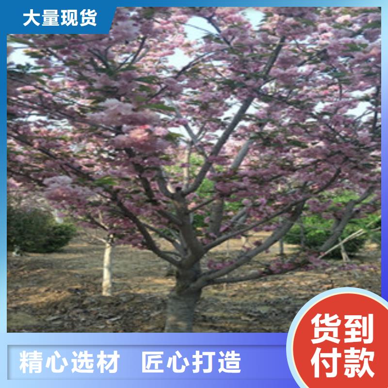 樱花树莓苗快捷的物流配送