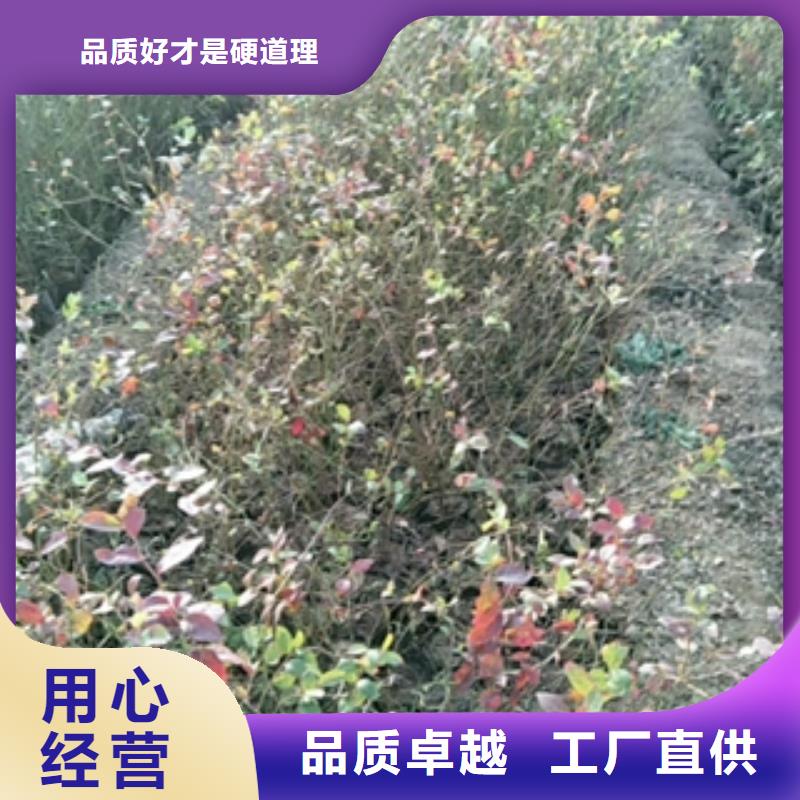 蓝莓苗_泰山景松造型景松满足客户所需