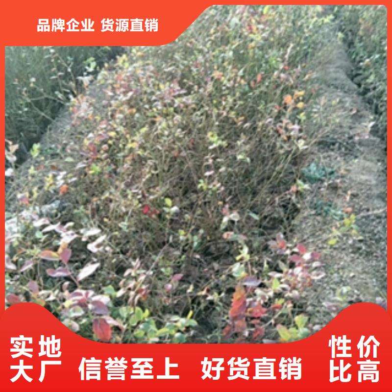 正家泰山景松 造型景松【 蓝莓苗生产加工】诚信商务网