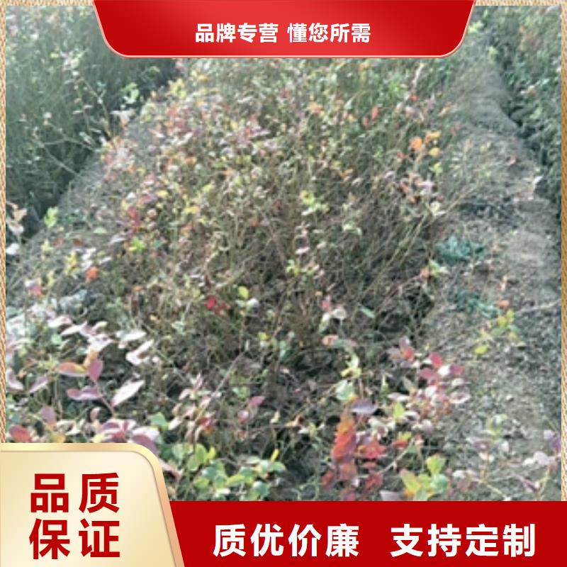 蓝莓苗_泰山景松造型景松满足客户所需