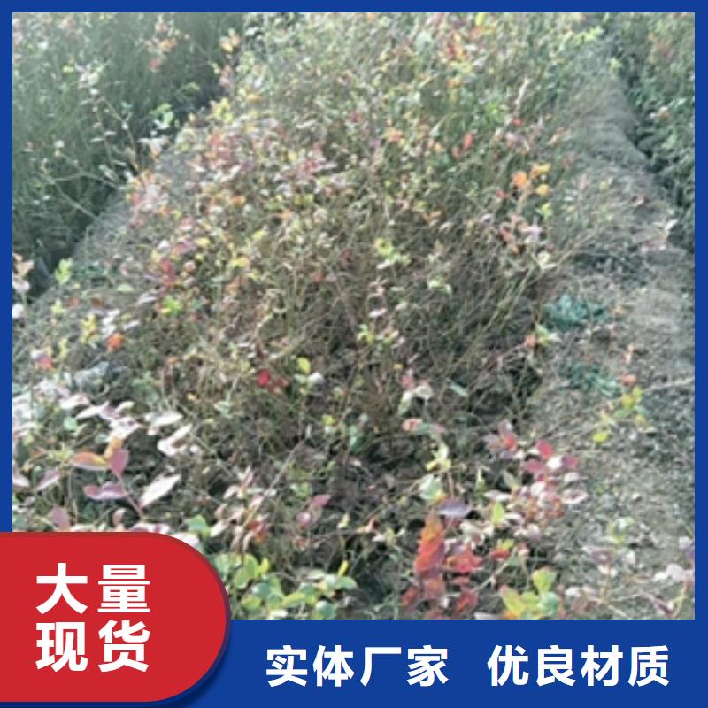 蓝莓苗泰山景松造型景松多年厂家可靠