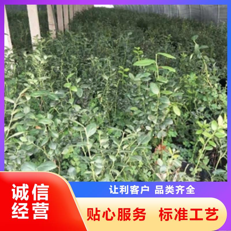 蓝莓苗_碧桃产地批发