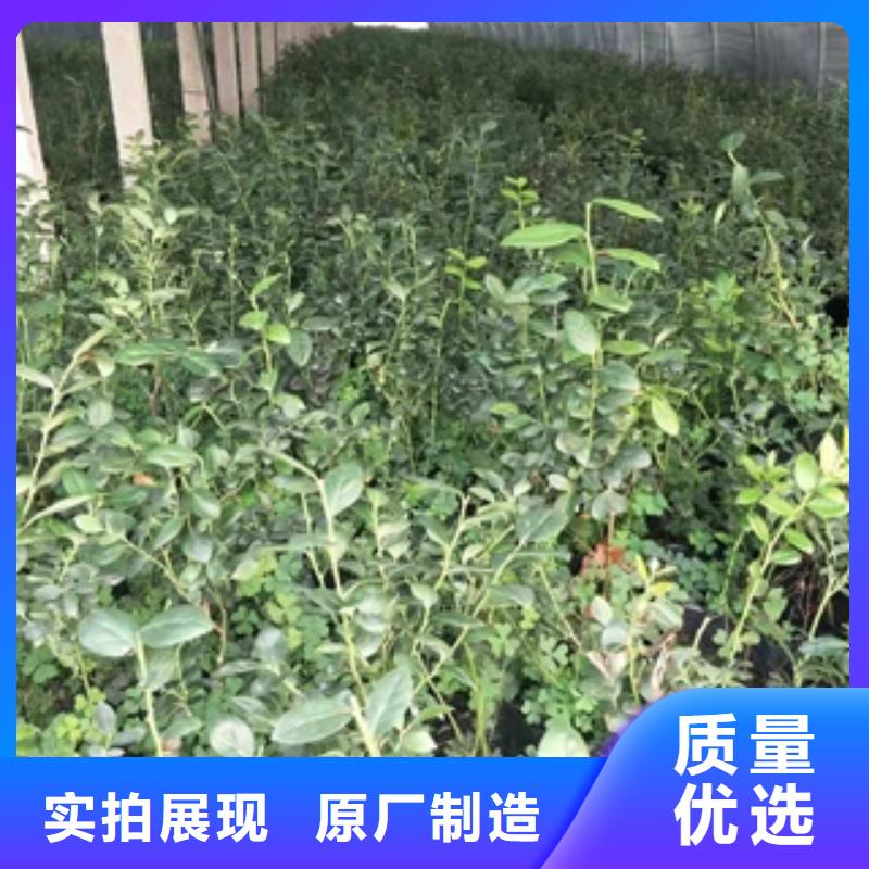 蓝莓苗_泰山景松造型景松满足客户所需