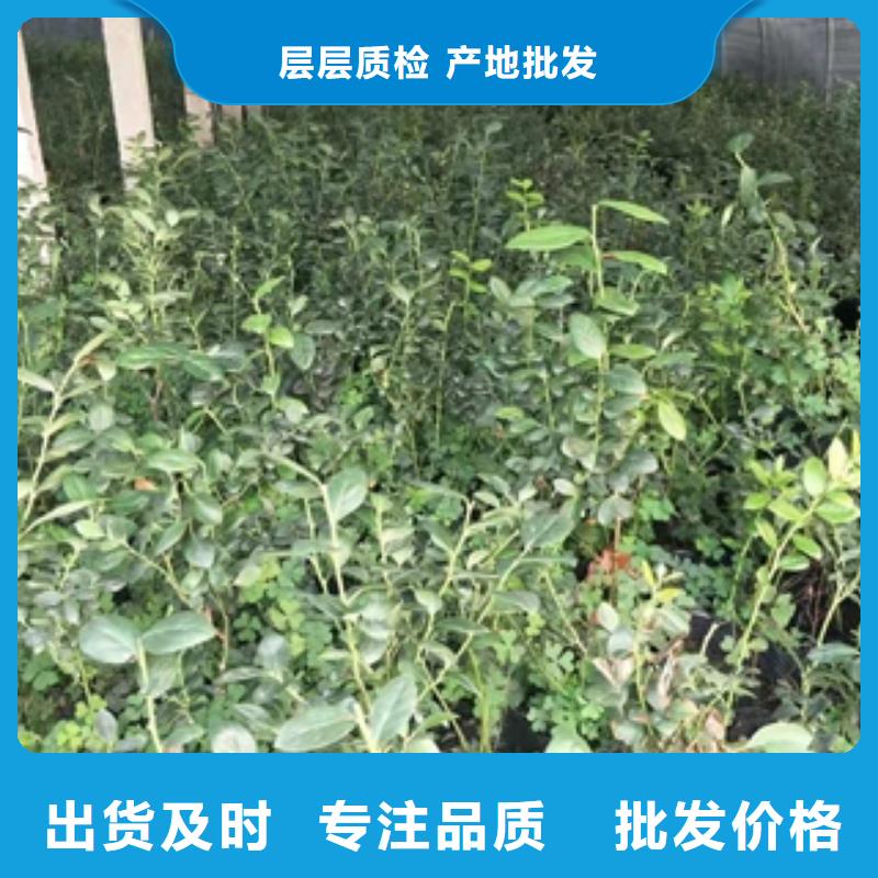 蓝莓苗细节严格凸显品质
