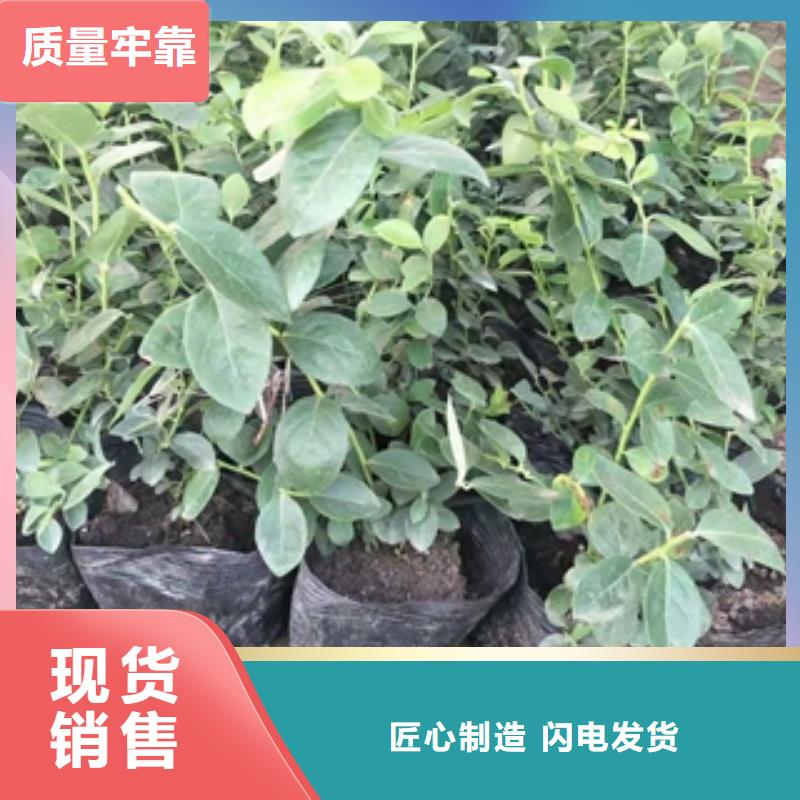 蓝莓苗泰山景松造型景松专业生产N年