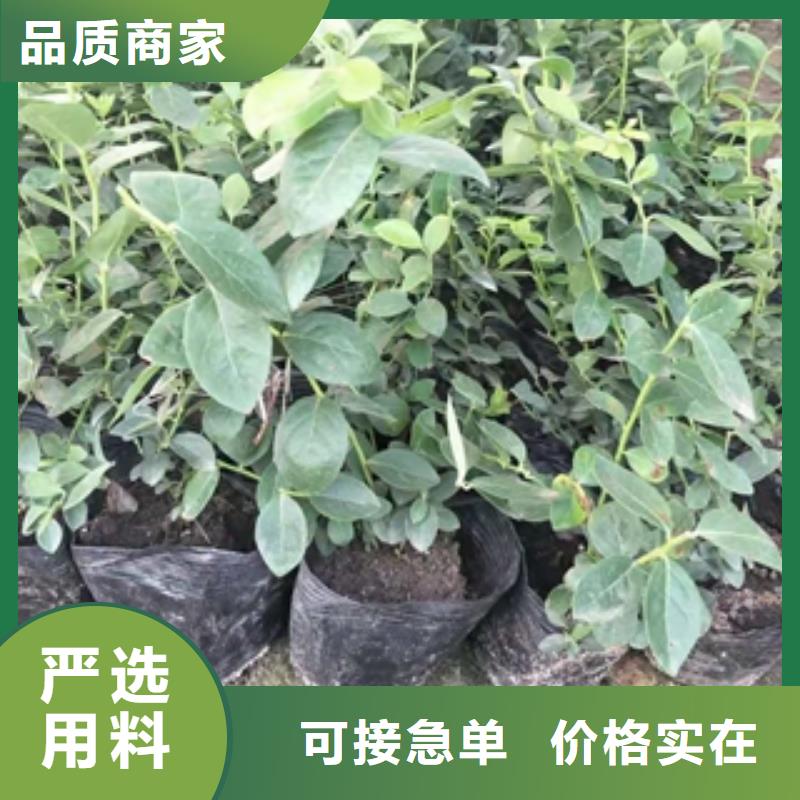 蓝莓苗_钙果苗价格地道