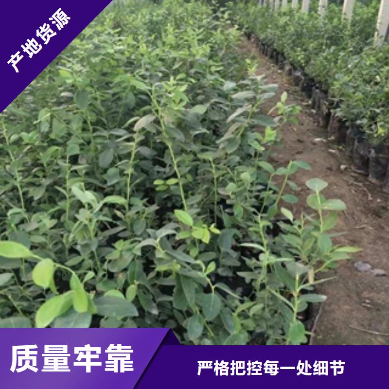 蓝莓苗泰山景松造型景松多年厂家可靠