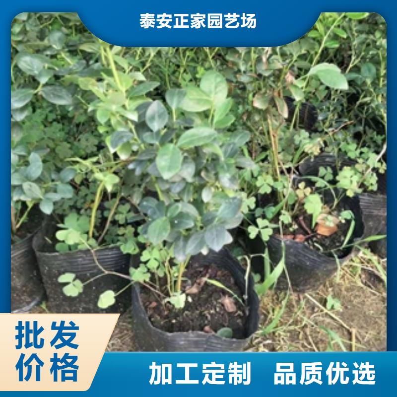 蓝莓苗细节严格凸显品质
